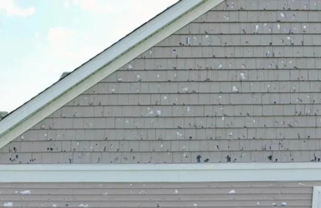 What Are the Most Common Causes of Siding Damage